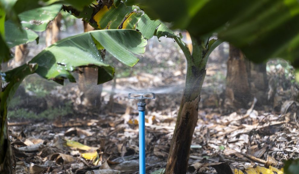 Estas ayudas repercuten directamente en el coste final que pagan los regantes por el agua | Foto: Gobcan