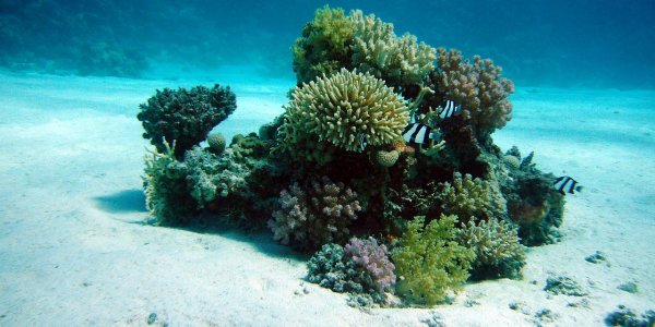 El proyecto trata de estudiar el funcionamiento de los bosques submarinos de todo el Archipiélago | Foto: Pixabay