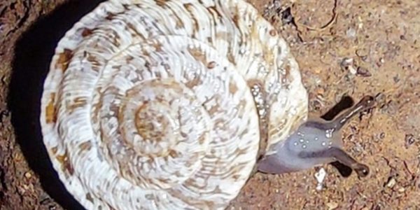 Caracol chato de Arguineguín | Foto: Archivo