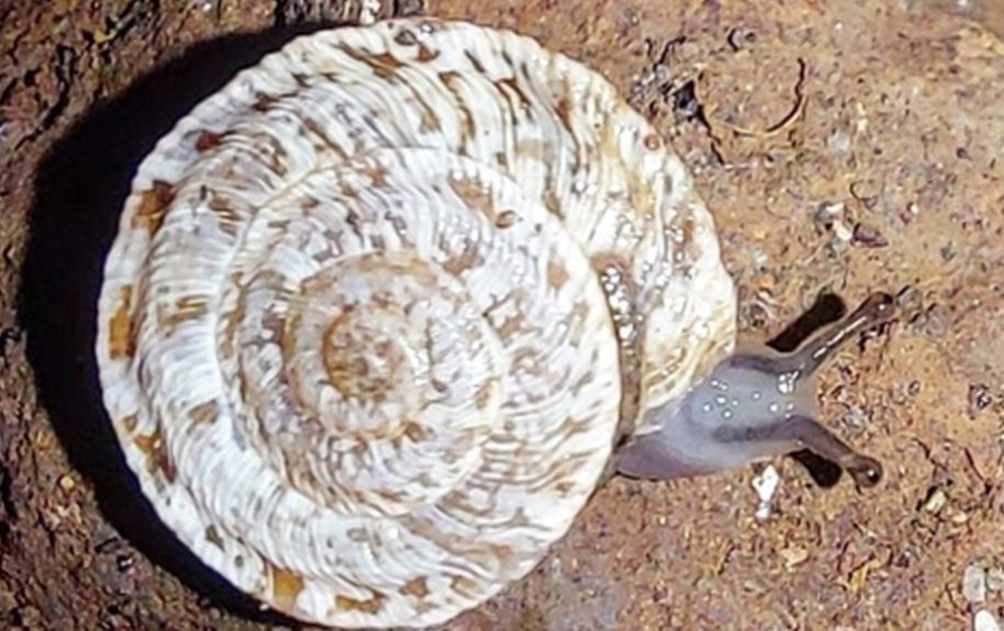 Caracol chato de Arguineguín | Foto: Archivo