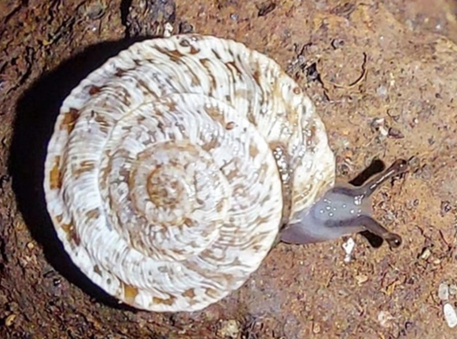 Caracol chato de Arguineguín | Foto: Archivo Caracol chato de Arguineguín | Foto: Archivo