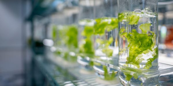 Bioasis Gran Canaria | Foto: SPEGC