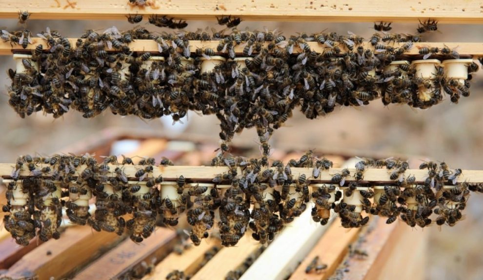 Colmenas de abeja negra | Foto: Gobierno de Canarias