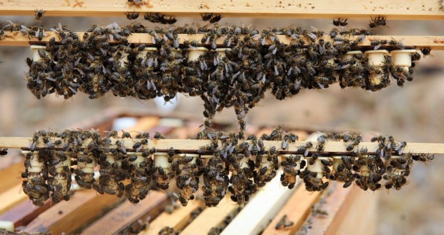 Colmenas de abeja negra | Foto: Gobierno de Canarias Colmenas de abeja negra | Foto: Gobierno de Canarias