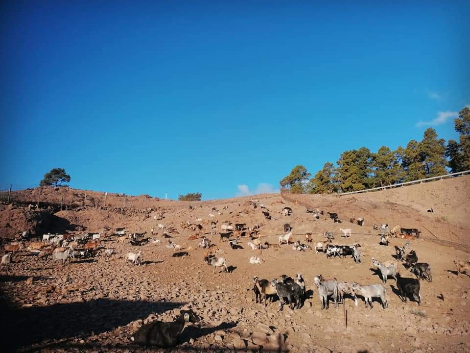 Ganadería Naroy Ganadería Naroy