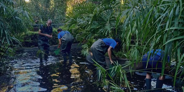 Recogida de ejemplares de cangrejo de río en el Parque García Sanabria | Foto: Fundación Neotrópico