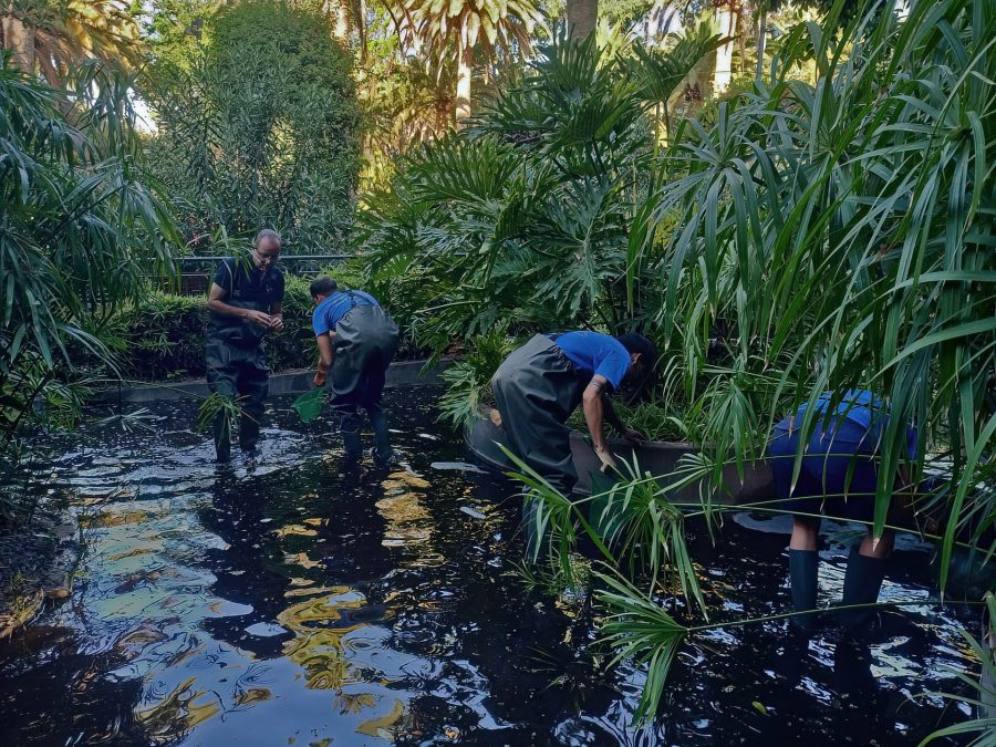 Recogida de ejemplares de cangrejo de río en el Parque García Sanabria | Foto: Fundación Neotrópico Recogida de ejemplares de cangrejo de río en el Parque García Sanabria | Foto: Fundación Neotrópico