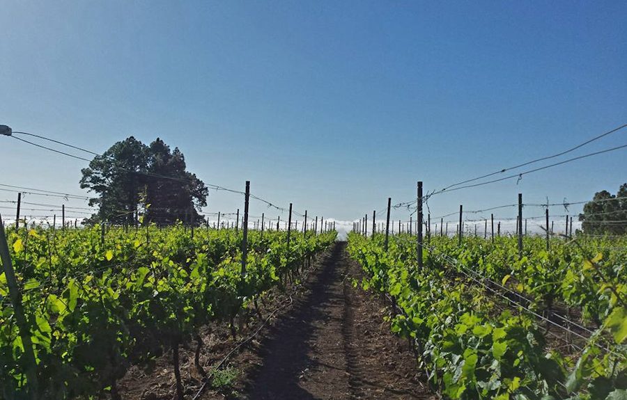 Viñedos de Piedra Jurada