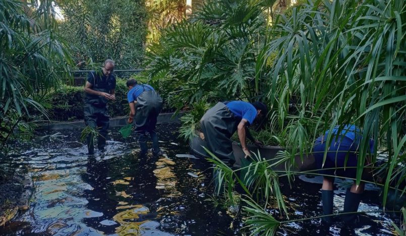 Recogida de ejemplares de cangrejos en el parque García Sanabria | Foto: Fundación Neotrópico