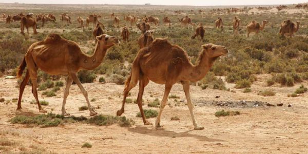 Camellos de Dromemilk en Fuerteventura | Foto: Oasis Wildlife Fuerteventura