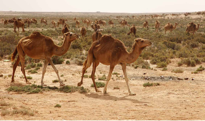 Camellos de Dromemilk en Fuerteventura | Foto: Oasis Wildlife Fuerteventura