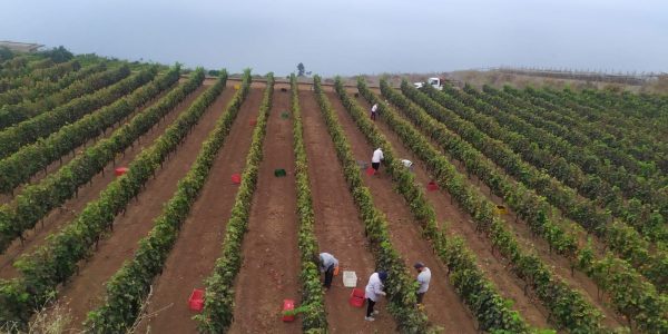 Vendimia en Las Riquelas | Foto: DO Tacoronte-Acentejo