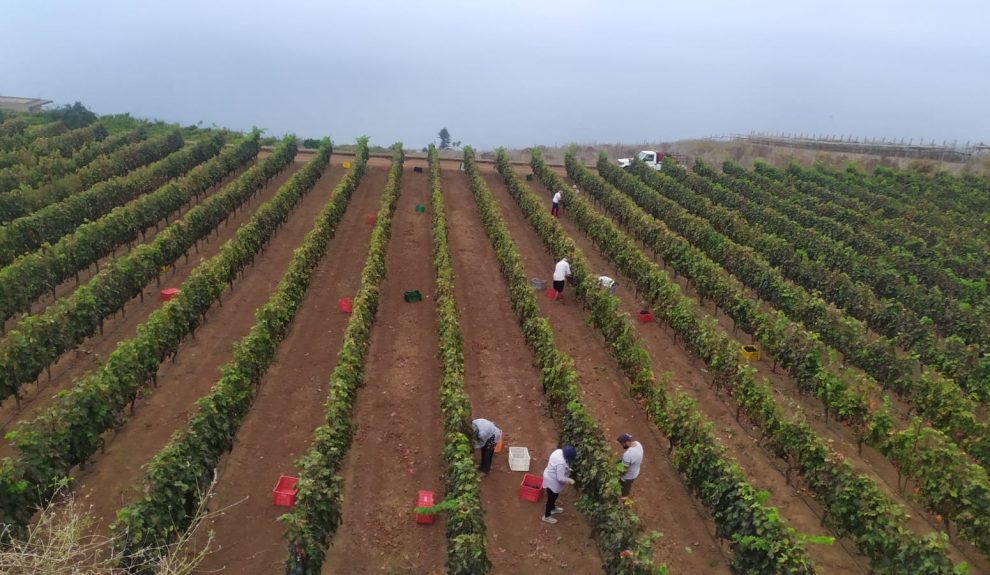 Vendimia en Las Riquelas | Foto: DO Tacoronte-Acentejo