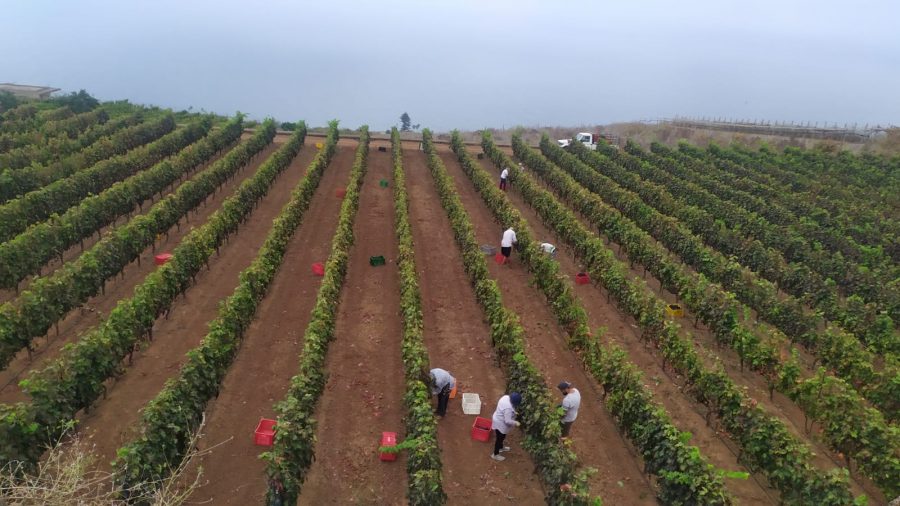 Vendimia en Las Riquelas | Foto: DO Tacoronte-Acentejo Vendimia en Las Riquelas | Foto: DO Tacoronte-Acentejo