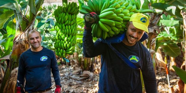 Trabajadores del sector del plátano | Foto: Asprocan