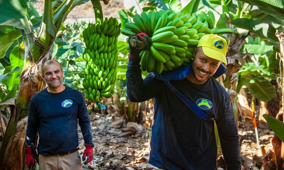 Trabajadores del sector del plátano | Foto: Asprocan