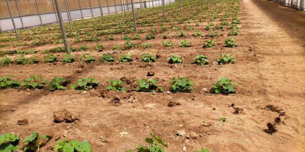 Cultivos de Eric Ramírez en La Aldea | Foto: Eric Ramírez