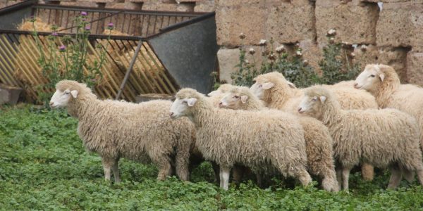 Ganado ovino | Foto: Gobierno de Canarias