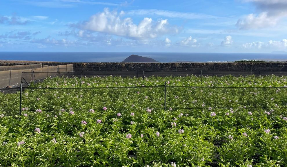 Ecofinca Vegacosta de Tinajo (Lanzarote) | Foto: Tibisay Morales