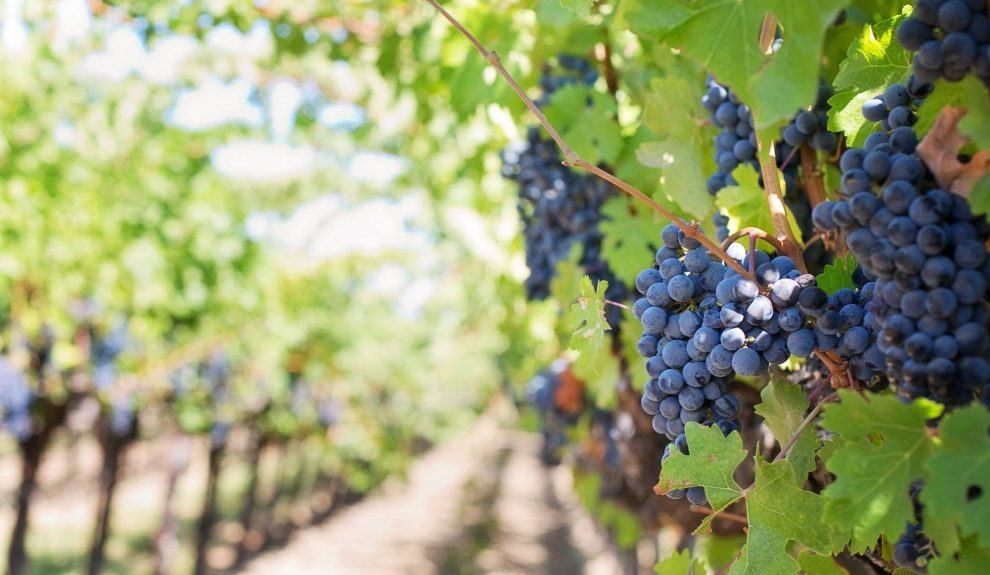 Viñedo en Canarias | Foto: GM Canarias