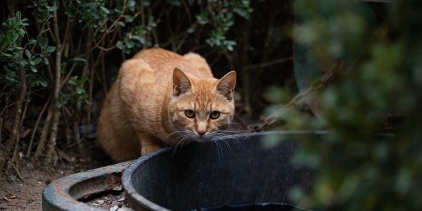 Gato callejero | Foto: Pixabay