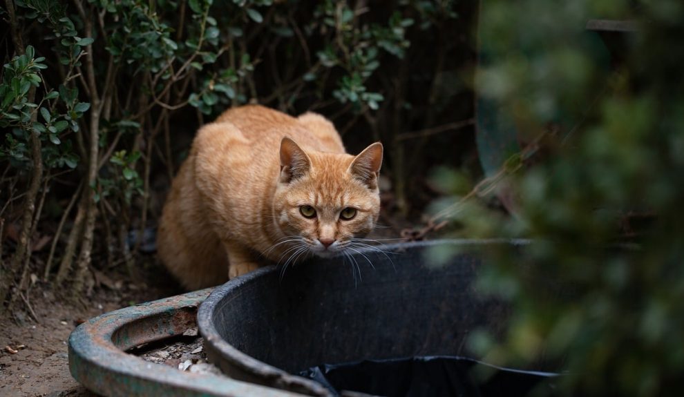 Gato callejero | Foto: Pixabay