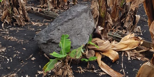 Platanera afectada por el volcán de La Palma | Foto: Asprocan