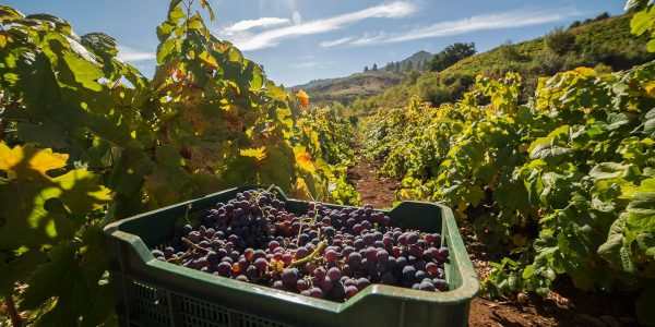 Viñas canarias | Foto: Avibo