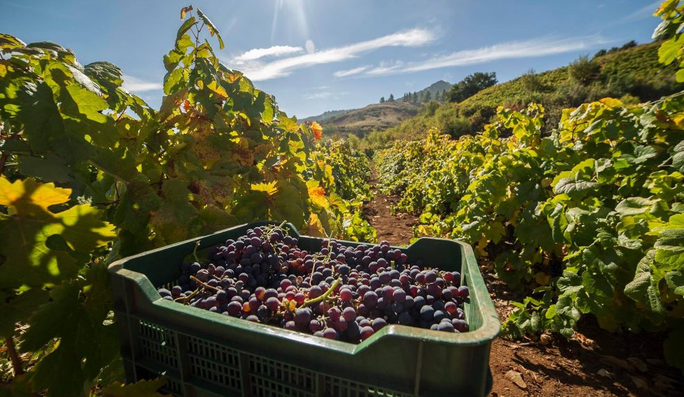 Viñas canarias | Foto: Avibo