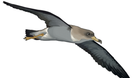 Pardela cenicienta | Foto: Gobierno de Canarias