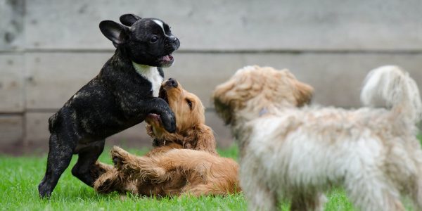 Cachorros jugando | Foto: Pixabay