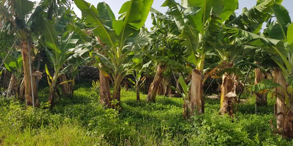 Finca platanera | Foto: Asprocan