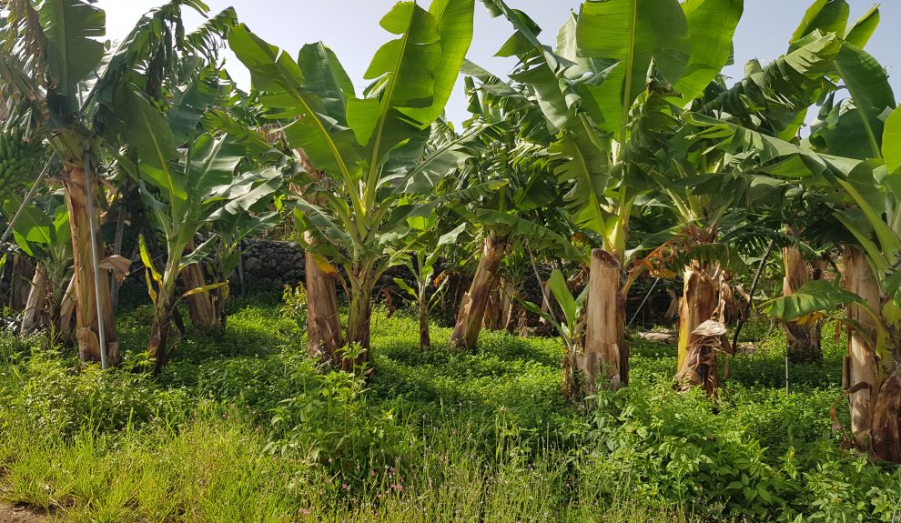 Finca platanera | Foto: Asprocan