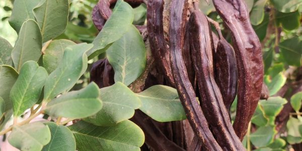 Algarroba | Vidaloe Fuerteventura