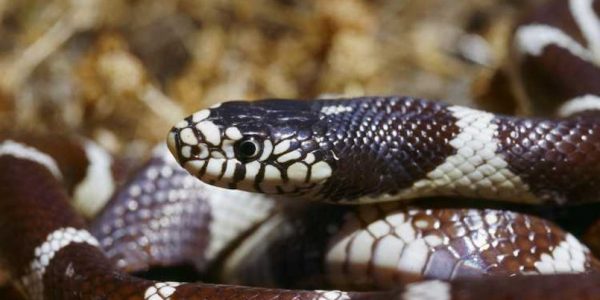 Culebra californiana | Foto: Pierre Fidenci, CC BY-SA 2.5 , via Wikimedia Commons
