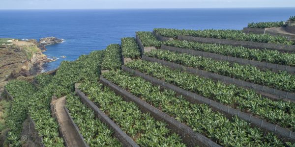 Plataneras | Foto: Asprocan