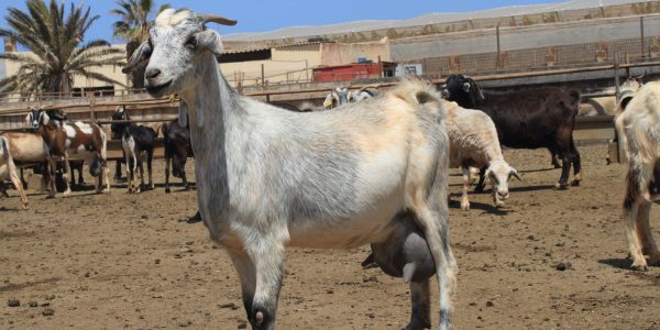 Cabras majoreras | Foto: Fecama