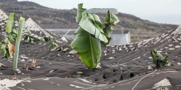 Efectos del volcán de La Palma | Foto: Gobierno de Canarias
