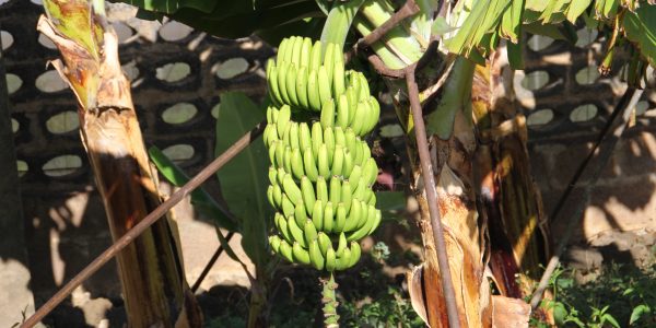 Plataneras | Foto: Gobierno de Canarias