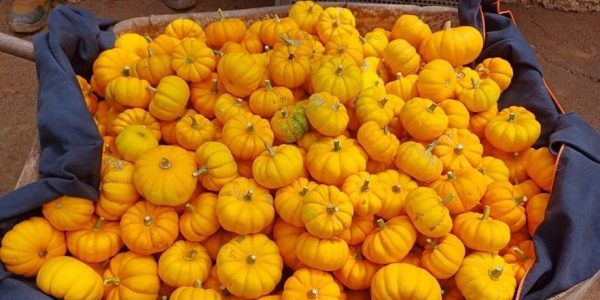 Productos de Tacoronte Ecológico | Foto: Asociación Tacoronte Ecológico