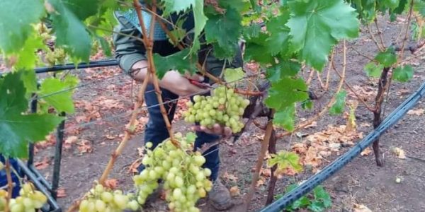 Vendimia de Bodegas Marba | Foto: Bodegas Marba