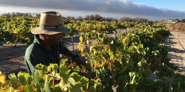 Vendimia | Foro: DO Aboba