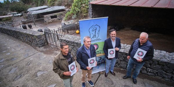 El cochino negro canario reconocido como raza autóctona | Foto: Cabildo de Tenerife