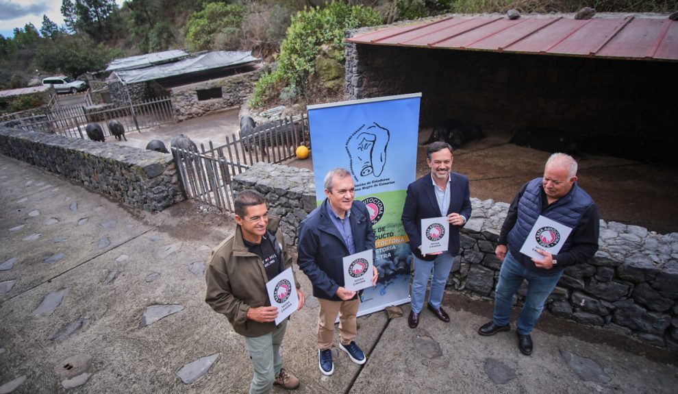El cochino negro canario reconocido como raza autóctona | Foto: Cabildo de Tenerife