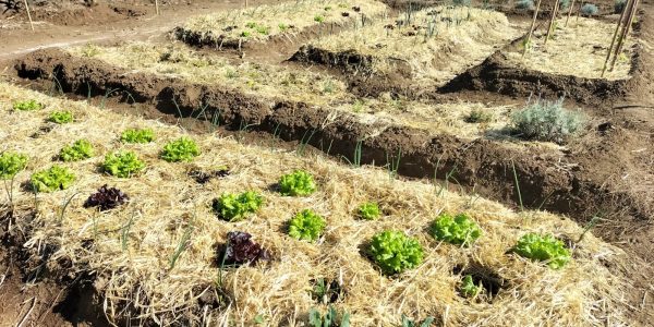 ‘Parque comestible’ de La Orotava | Ayuntamiento de La Orotava