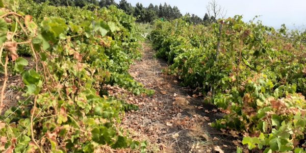 La sequía afecta al campo canario | Foto: Gobierno de Canarias