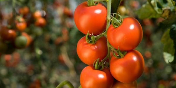 Tomates de Canarias | Foto: Gobierno de Canarias