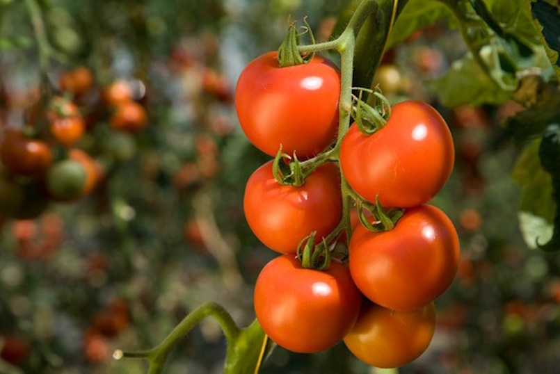 Tomates de Canarias | Foto: Gobierno de Canarias