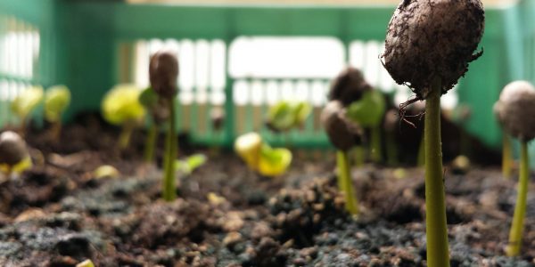 Semillas de la finca Los Castaños | Foto: Finca Los Castaños