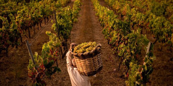 Cosecha de vino | Foto: DOP Islas Canarias - Canary Wine